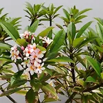 Prázdninový dům Blue Portofino Cristianos, Pool