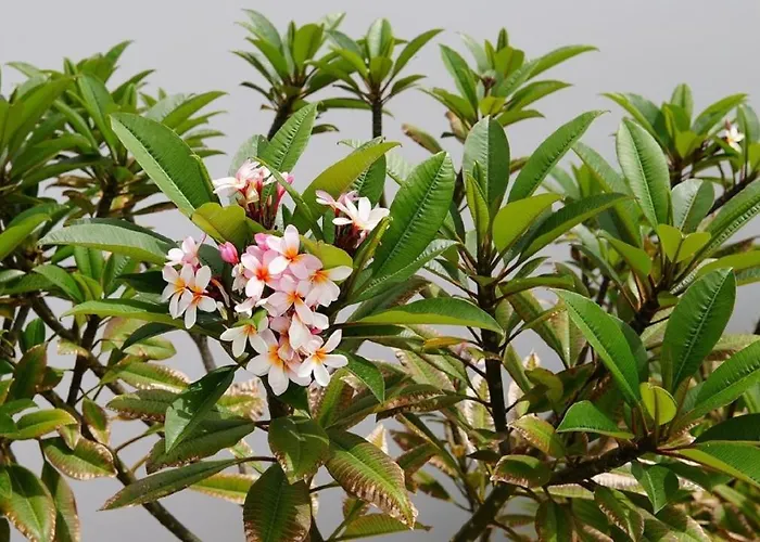 Casa vacanze Blue Portofino Cristianos, Pool