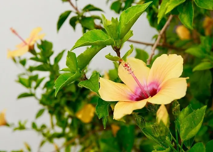 Casa vacanze Blue Portofino Cristianos, Pool